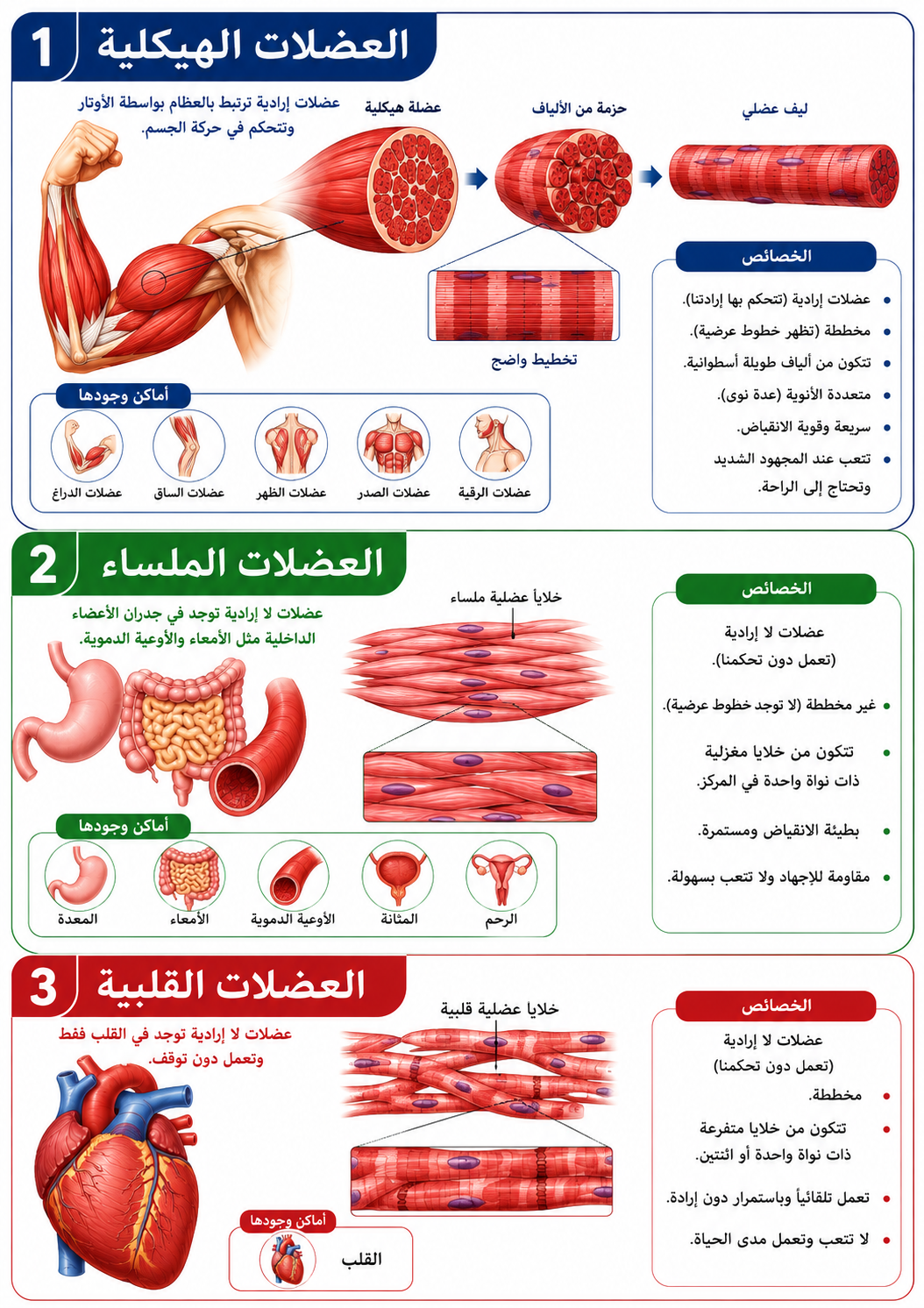 أنواع العضلات: الهيكلية والملساء والقلبية